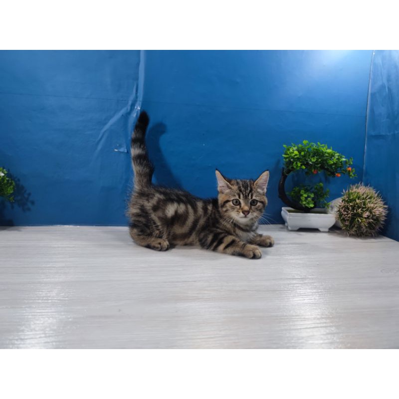 Jual kucing kitten American Shorthair | Shopee Indonesia