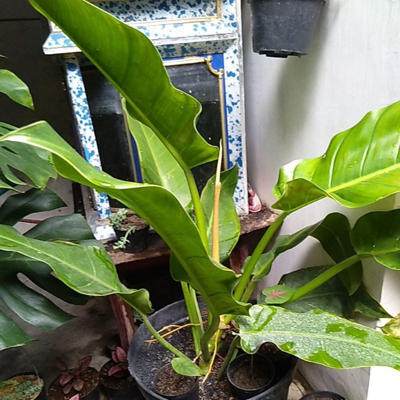 ficus plant price Braided Ficus Benjamina Tree Form Multi Stem, Weeping Fig main image 1
