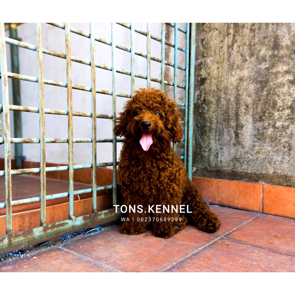 Anjing toy clearance poodle