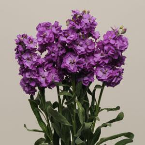 Jual Benih MATTHIOLA PURPLE (isi-4) Bibit Biji Bunga | Shopee Indonesia