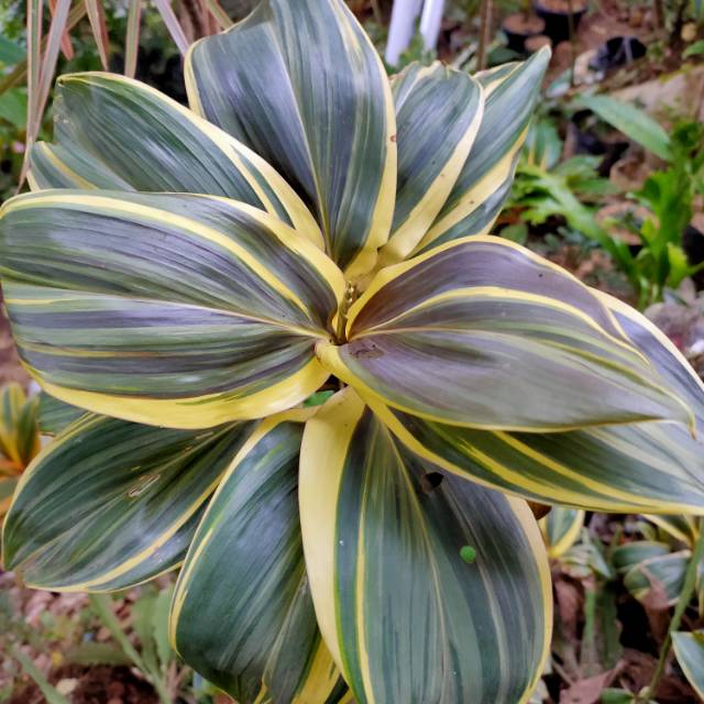 Jual Hanjuang Cordyline Fruticosa/tanaman Hias Warna/variegata / Bunga ...