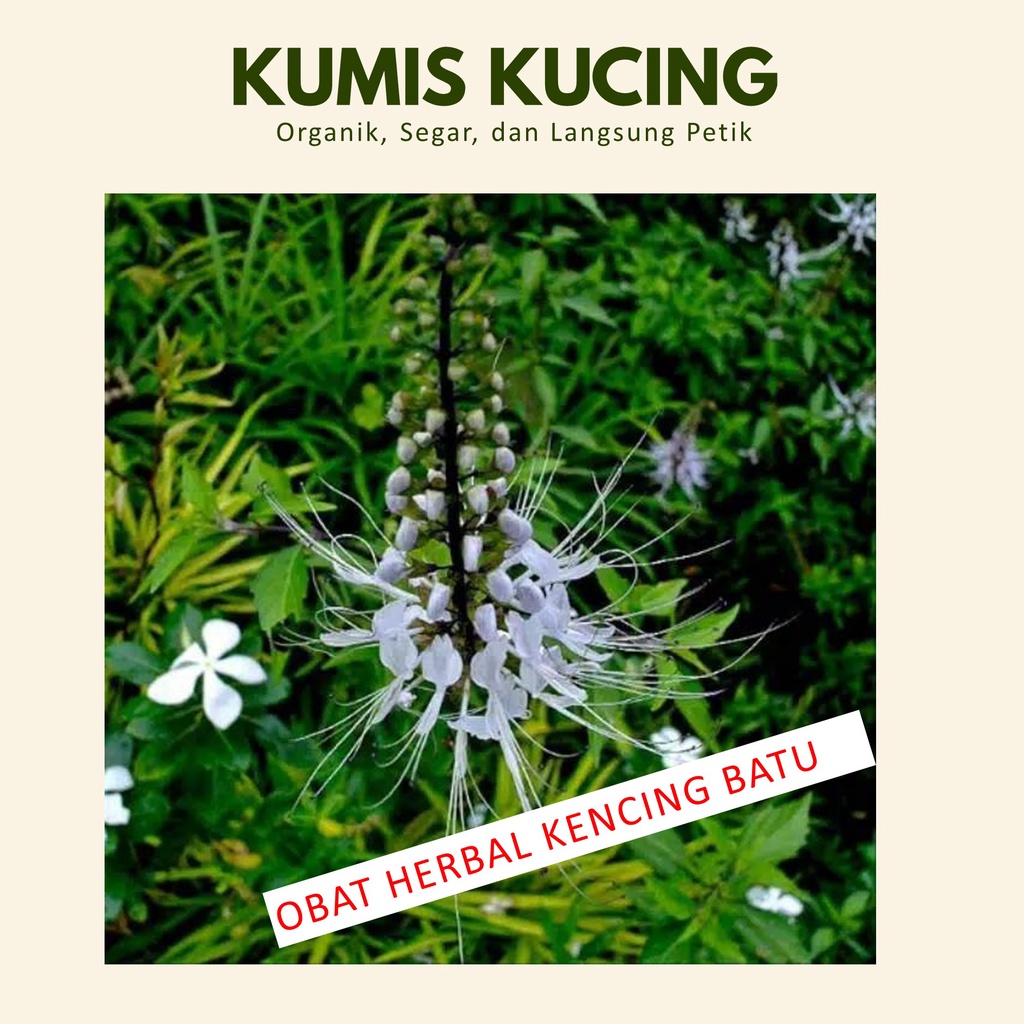 Jual Kumis Kucing Tanaman Herbal Penghancur Batu Ginjal Shopee Indonesia