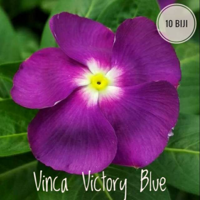 Jual Vinca Victory Blue - Isi 10 biji | Shopee Indonesia
