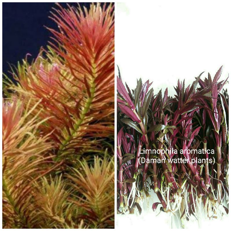 Jual Limnophila aromatica | Shopee Indonesia