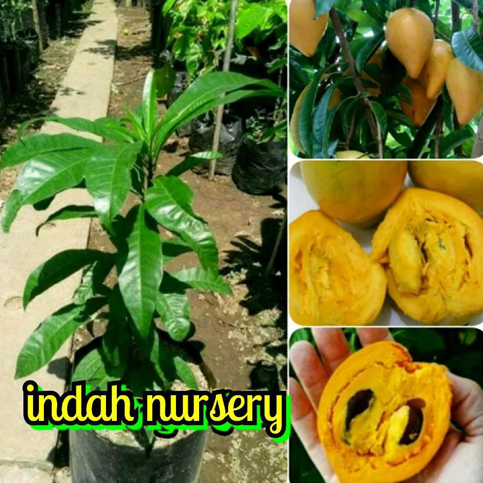 Jual Unggul Bibit Buah Sawo Mentega Sawo Alkesa Jumbo Shopee