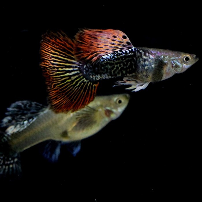 Jual Ikan Gapi Terlengkap & Harga Terbaru Juli 2026 | Shopee Indonesia
