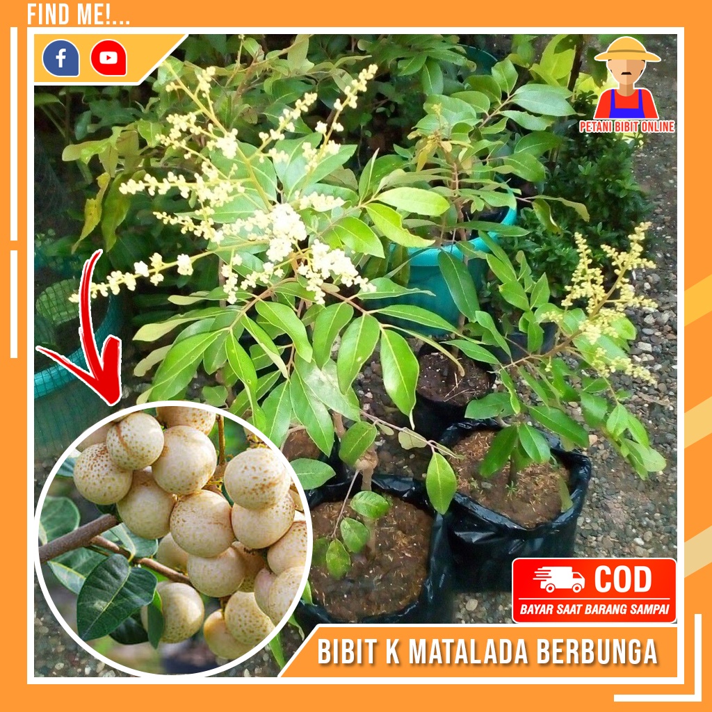 Jual Bibit Tanaman Buah Kelengkeng Matalada Berbunga Shopee Indonesia