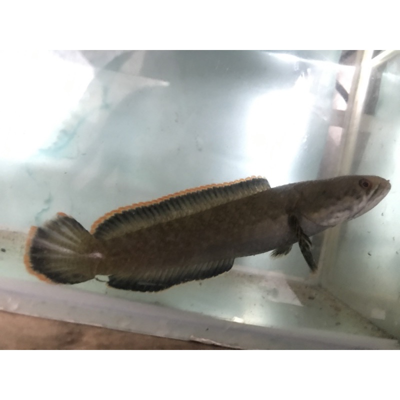 Jual Ikan Channa Limbata (bogo) | Shopee Indonesia