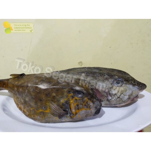 Jual Ikan Kudu Kudu Segar // Ikan Kudu Kudu 1Kg | Shopee Indonesia