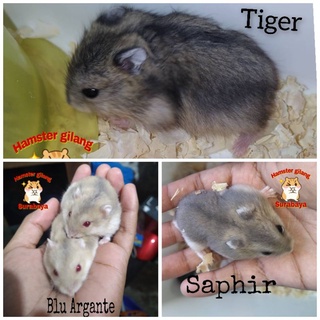 Jual HAMSTER WINTER WHITE (ARGANTE,TIGER,SAPHIR) | Shopee Indonesia