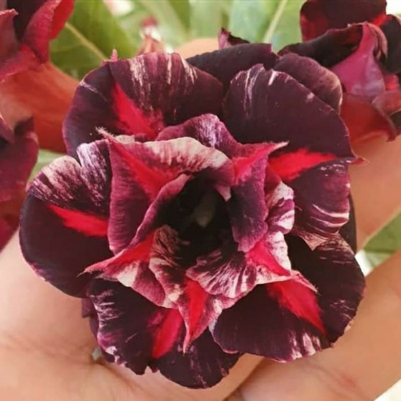 Jual ADENIUM KAMBOJA JEPANG BUNGA TUMPUK MULTI COLOUR | Shopee Indonesia