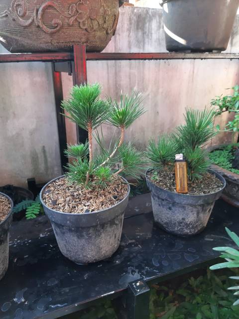 Jual Bahan Bonsai Black Pine/Pinus Hitam (Thunbergii) | Shopee Indonesia