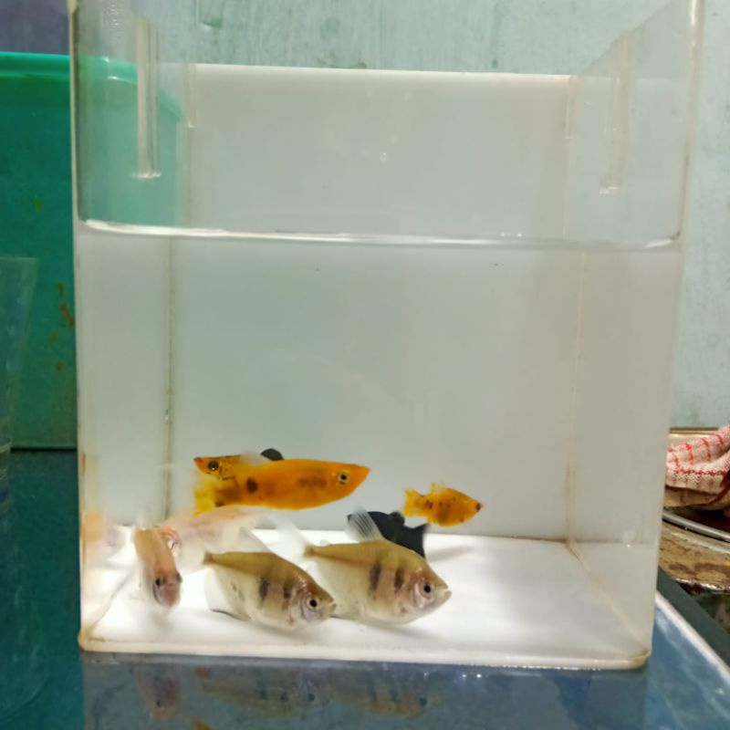 Jual Paket Ikan Hias Aquascape Shopee Indonesia