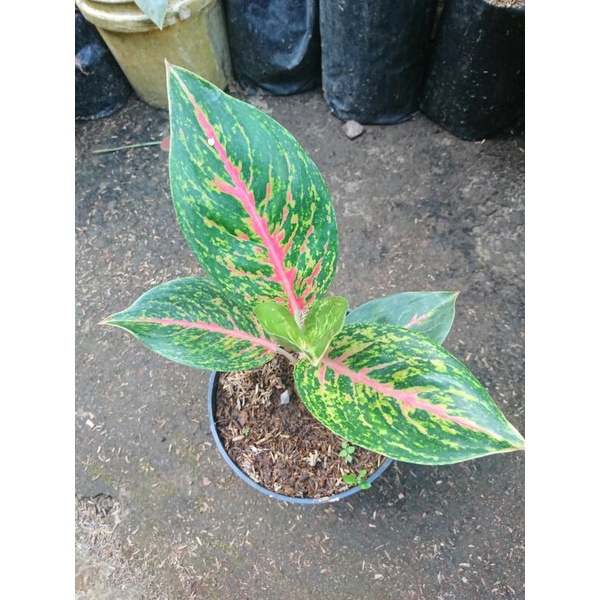 Jual Tanaman Hias Aglaonema Big Papa Shopee Indonesia