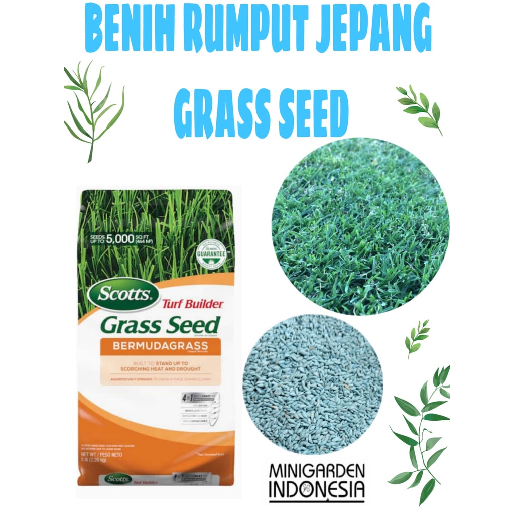 Jual Biji Benih Rumput Jepang Golf Bermuda Grass Seed Scotts Rumput