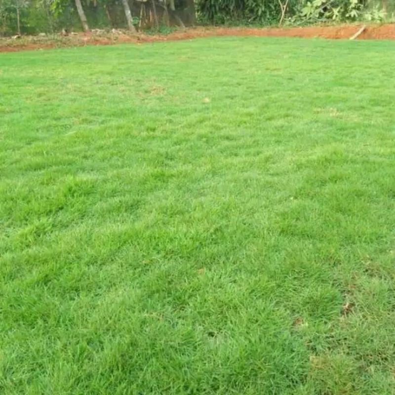 Jual jual rumput peking atau rumput jepang 50x50 | Shopee Indonesia