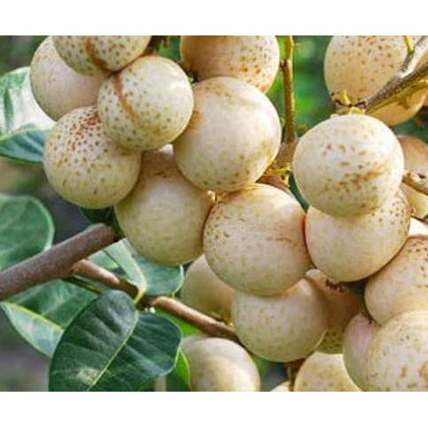 Jual Tanaman Buah Bibit Buah Kelengkeng Matalada/Hawae #As_ | Shopee ...