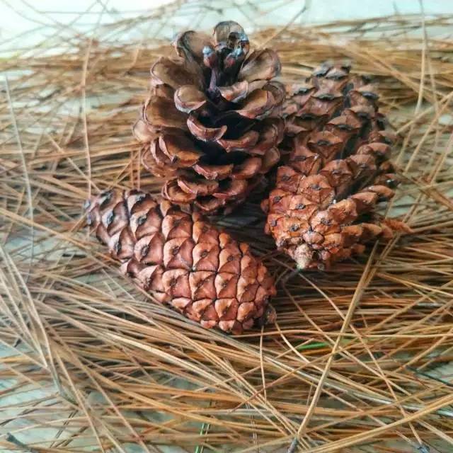 Jual Bunga Pinus Biji Pinus Pine Cone Ukuran Kecil Shopee Indonesia 9917