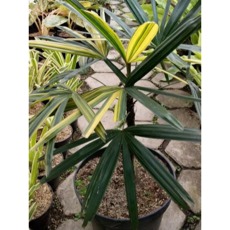 Jual palem waregu varigata tanaman hias indoor | Shopee Indonesia