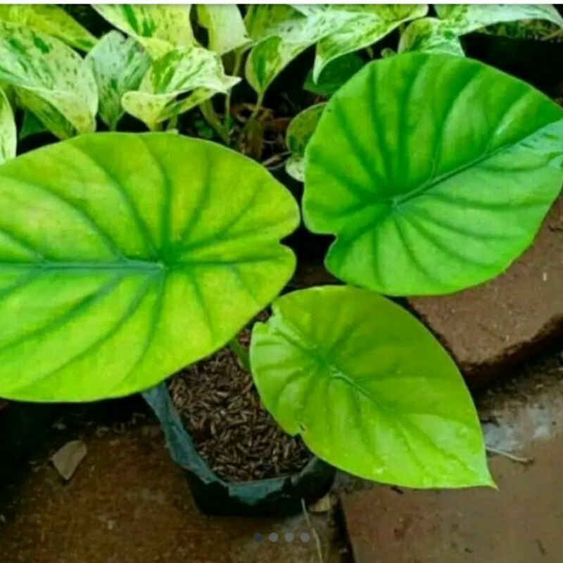 keladi alokasia bisma tanaman hidup