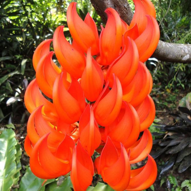 Jual Jual Tanaman Rambat Flame Of Irian ( Mucuna Bennetti) | Shopee ...