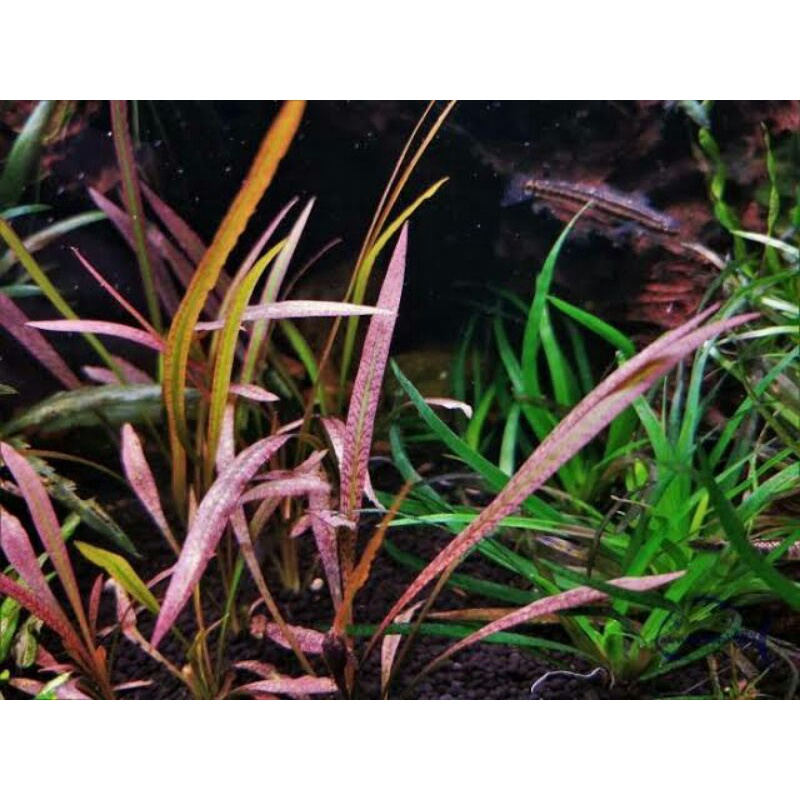 Cryptocoryne Spiralis - 1 Bund Spiraliger Wasserkelch Fürs Aquarium