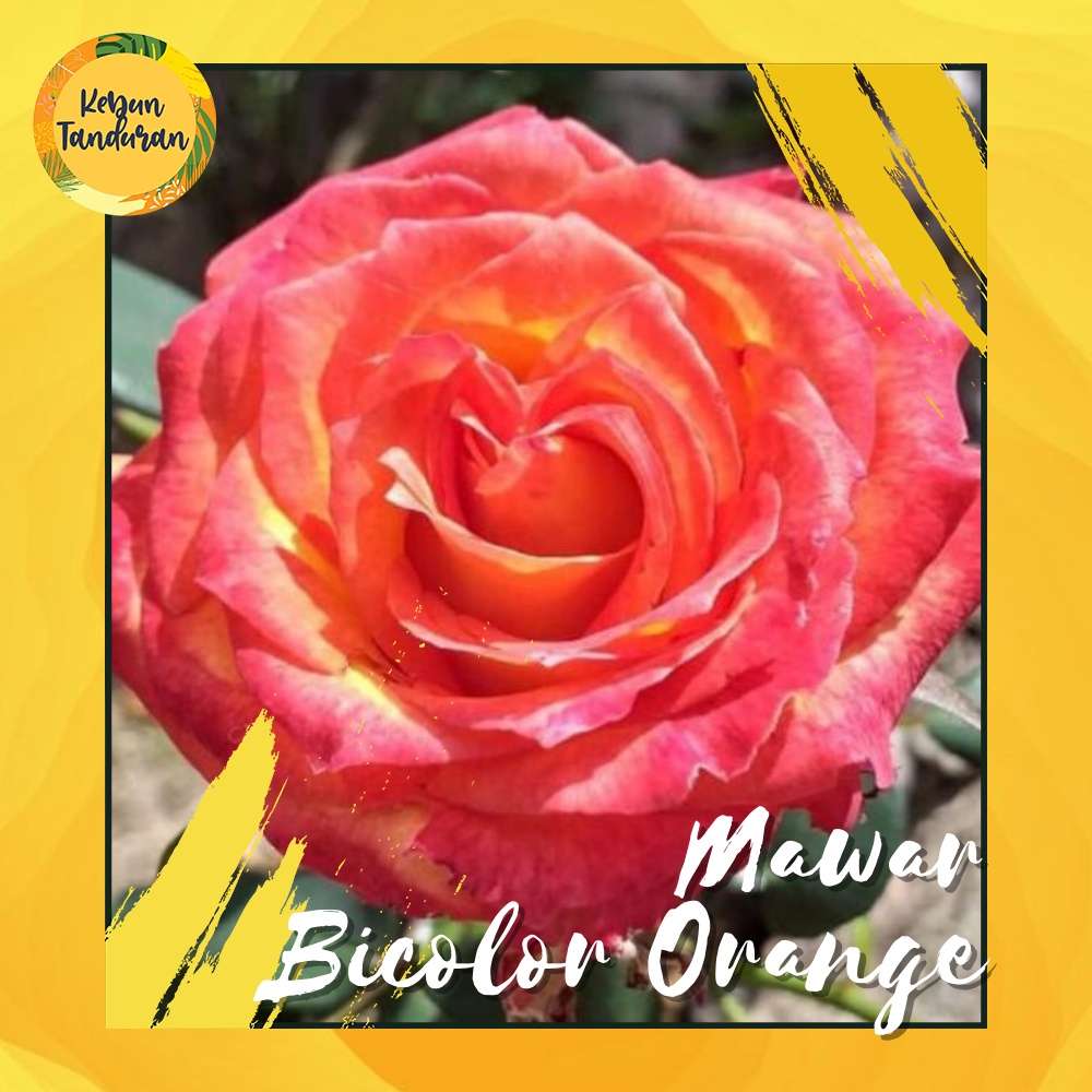 Jual Promo!! Mawar Impor David Austin Rose Bicolor Orange High Society ...