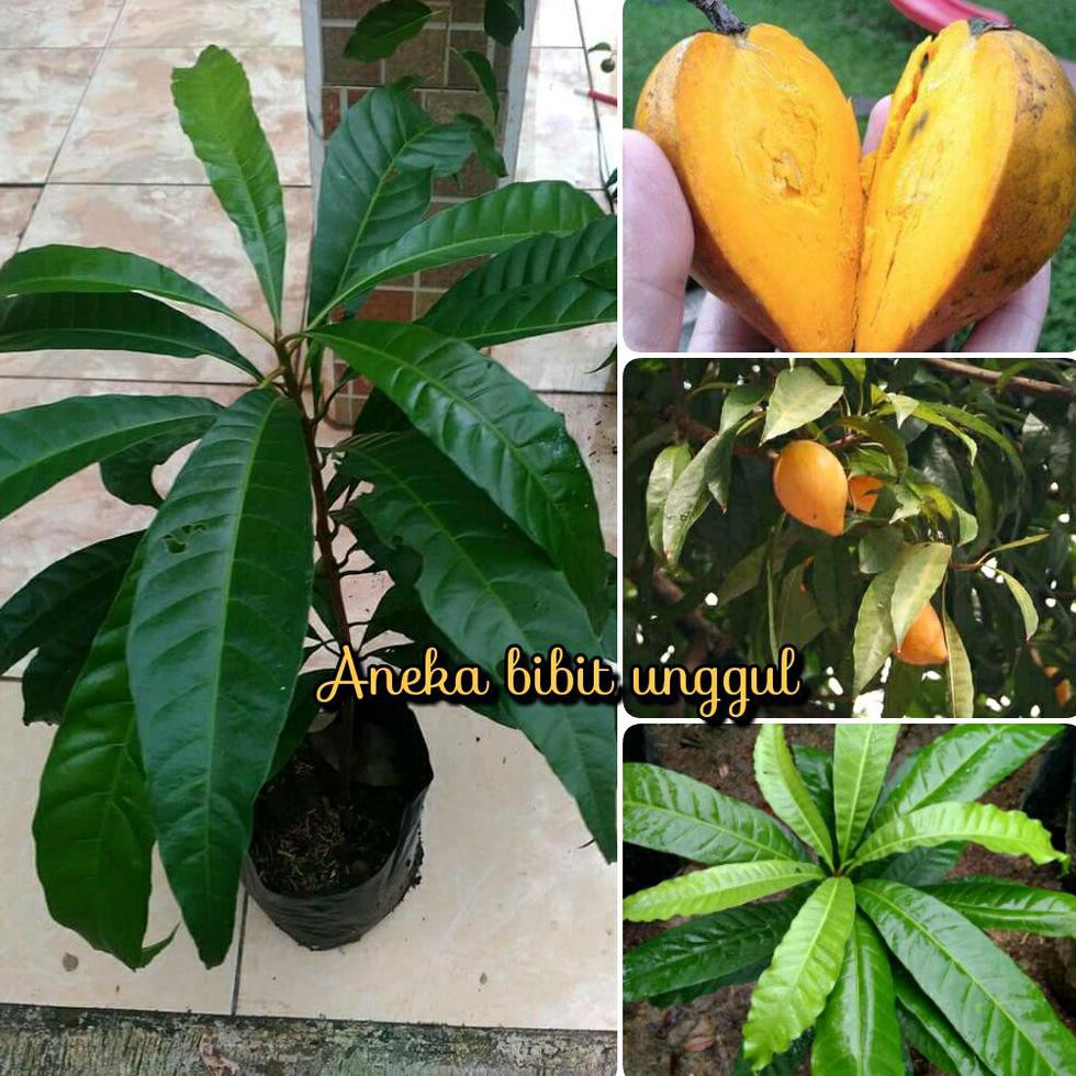 Jual Bibit Benih Tanaman Bibit Buah Sawo Mentega Atau Sawo Belanda Atau