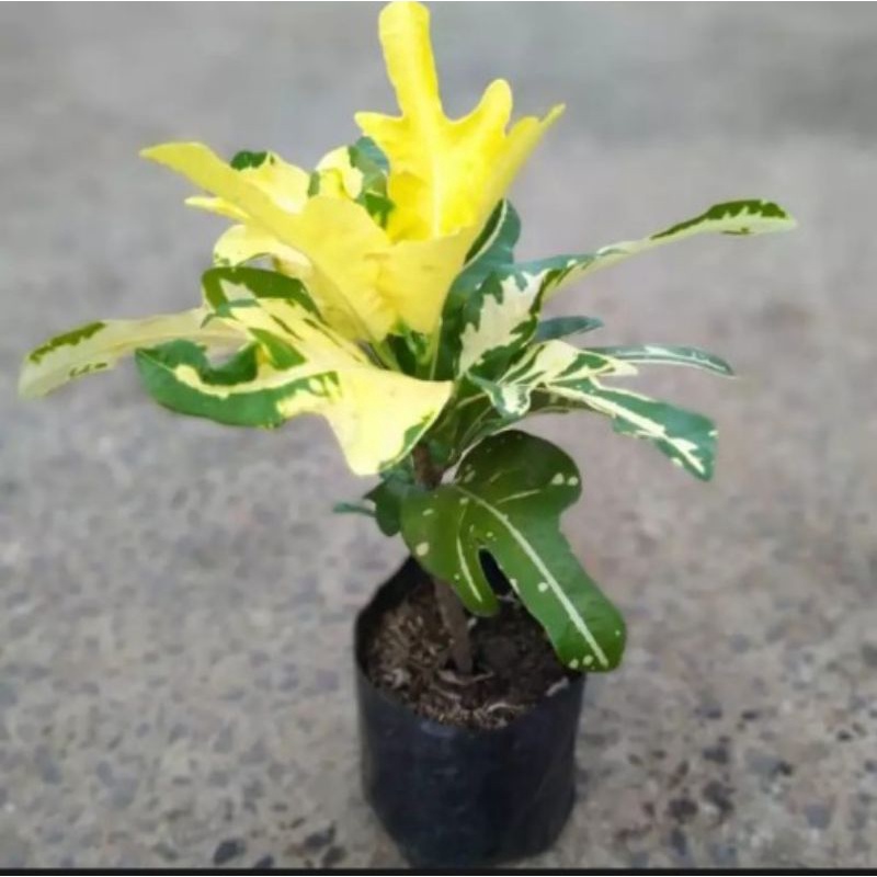 Jual Tanaman hias puring terang bulan - tanaman puring terang bulan ...