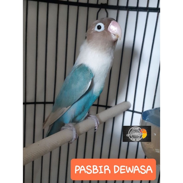 Jual Lovebird pasbir (pastel biru) | Shopee Indonesia