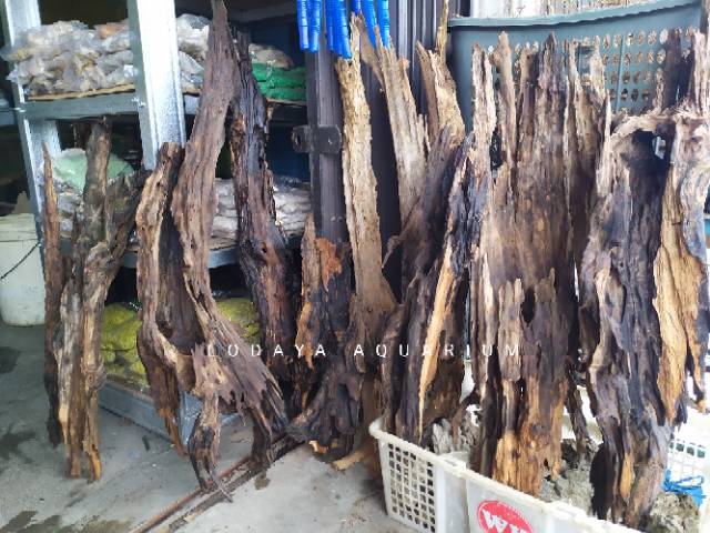 Jual AKAR/BONGGOL RENTEK utk AQUASCAPE/BIOTOPE | Shopee Indonesia