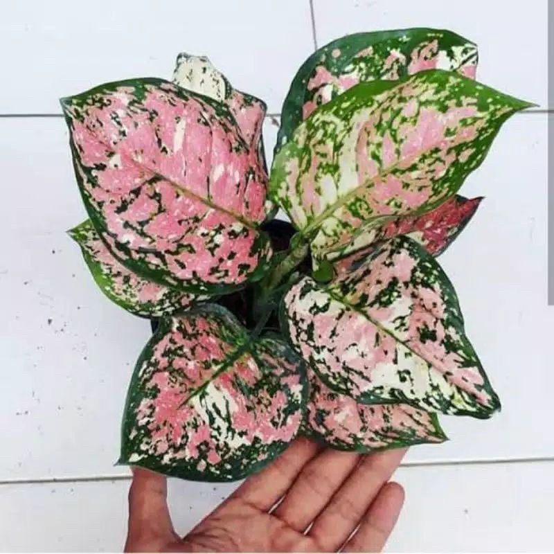 Jual ANAKAN AGLONEMA TRI COLOR// tanaman hias baby aglonema tricolor ...