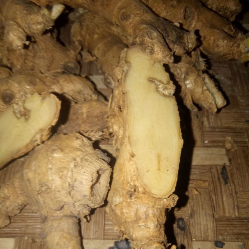 Jual temu putih segar rampah kunyit putih herbal kunyit putih bahan ...