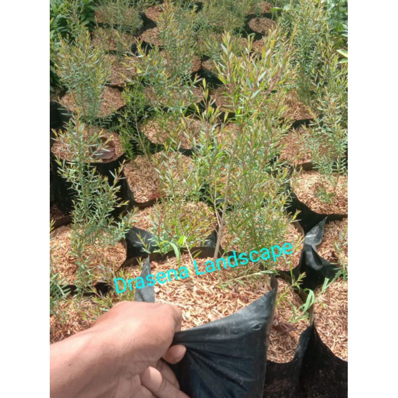 Jual Tanaman Kayu Putih Pohon Kayu Putih | Shopee Indonesia