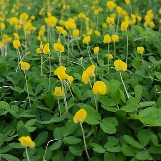 Jual Tanaman landep, Jenis kacangan menjalar | Shopee Indonesia