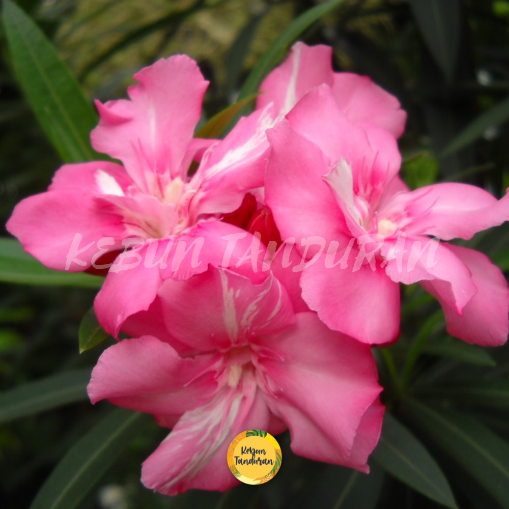 Jual Tanaman Hias Bunga Oleander / Jepun / Aliandra Tanaman Hias ...