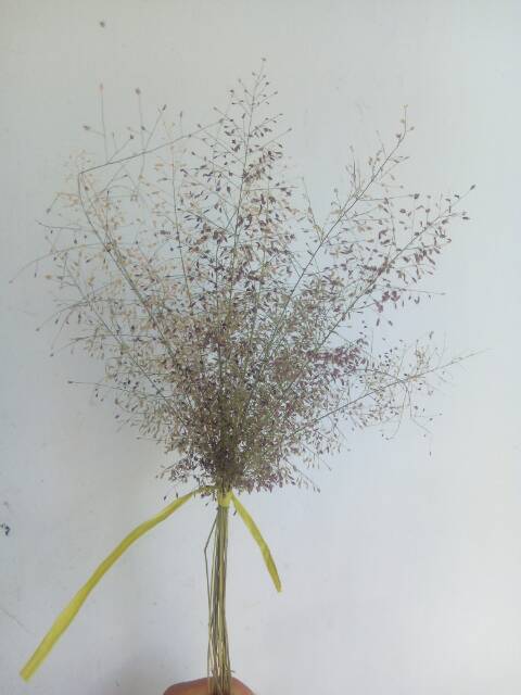 Jual Bunga kering/rumput lembut (ikat) | Shopee Indonesia