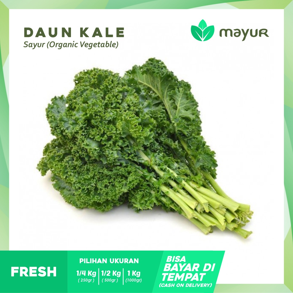 Jual Daun Kale Sayur Kale Curly Segar 250gr 500gr 1kg