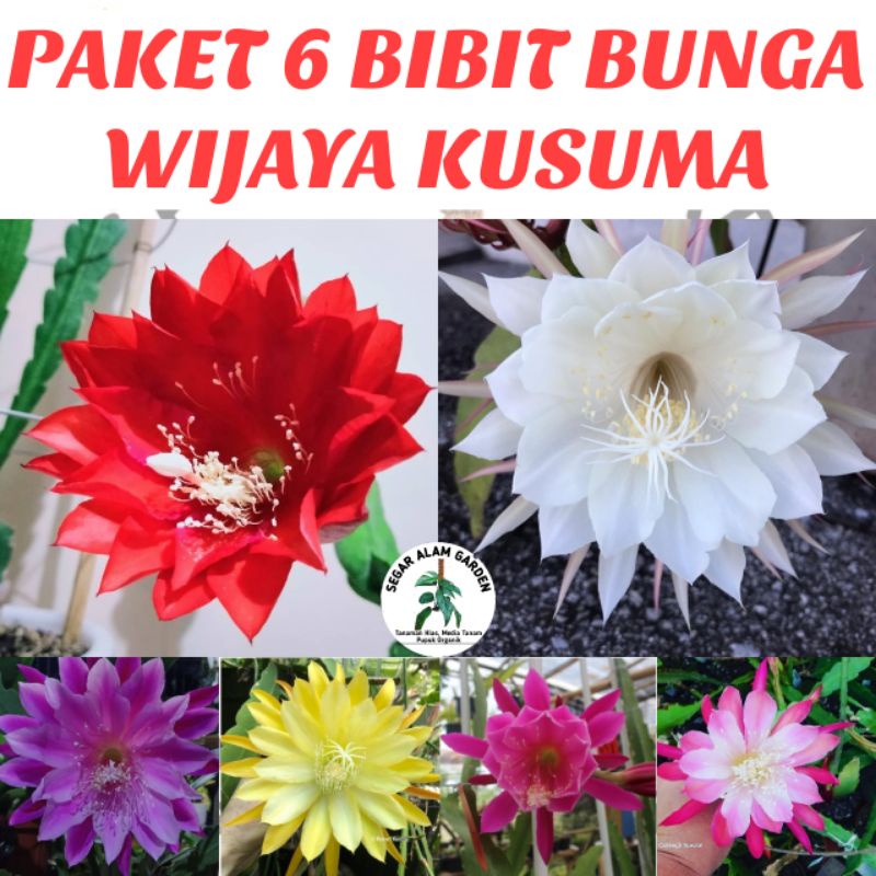 Jual PAKET 6 BUNGA WIJAYA KUSUMA -TANAMAN HIAS WIJAYA KUSUMA | Shopee ...