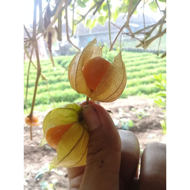 Jual Buah Ciplukan | Buah Cecenet | Golden berry | Buah budidaya