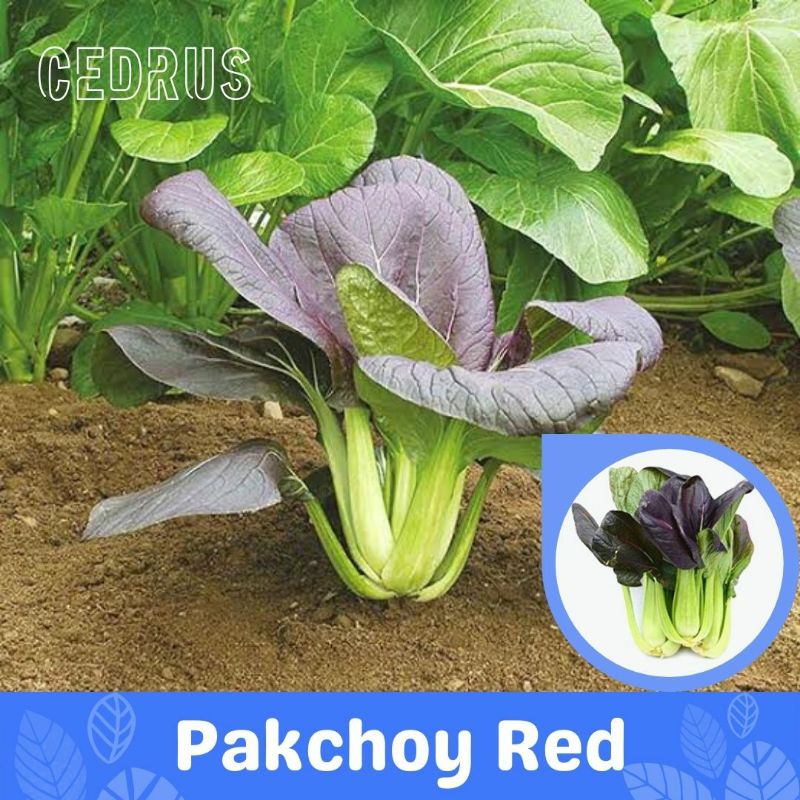 Jual Benih Pakchoy Red Isi Bibit Biji Sayur Pak Choy Pak Coi Shopee Indonesia