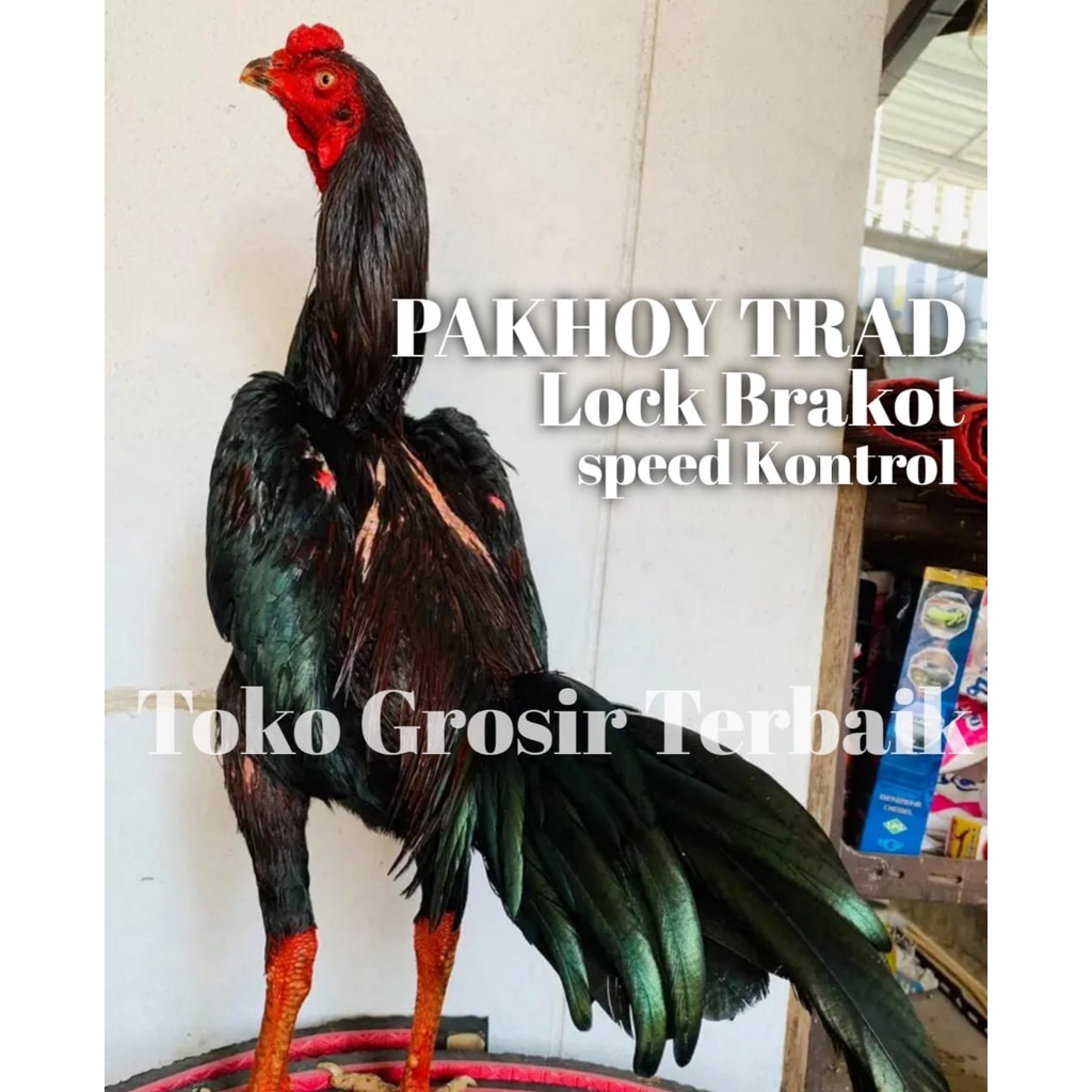 Jual Ayam Bangkok Asli Pakhoy Lock Brakot Telur Fertil Siap Tetas Bebas