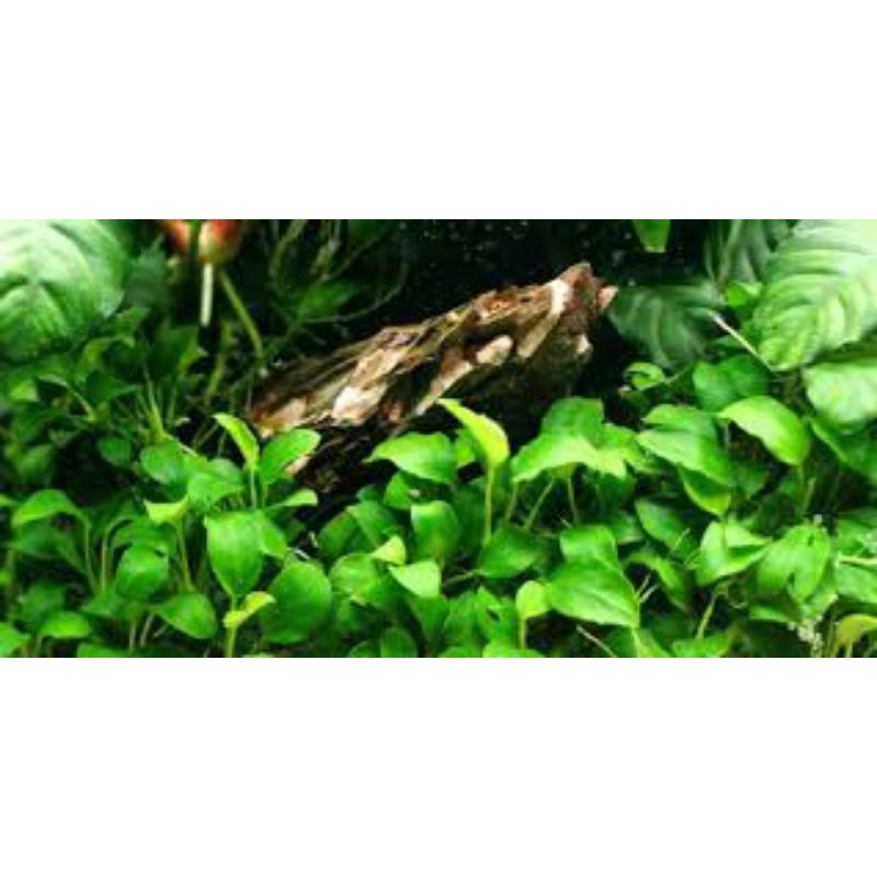 Jual Paket Anubias Indukan Tanaman Aquascape Low Co2 Shopee Indonesia