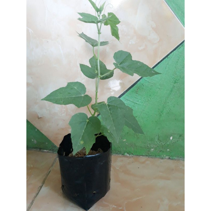 Jual Bibit rambusa siap tanam rambutan hutan pletosan ciplukan rambat ...