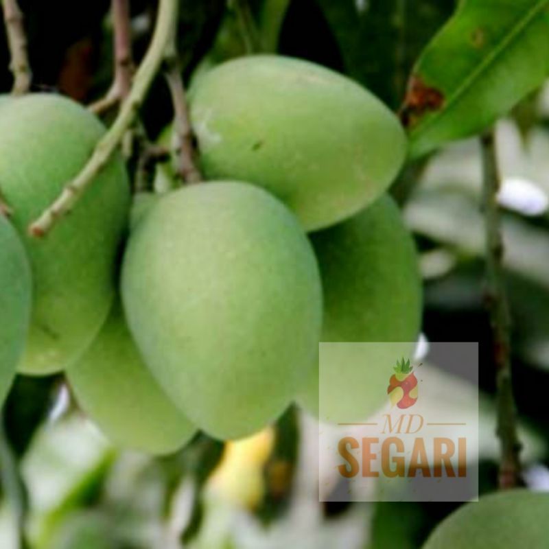 Jual Buah Mangga Muda Fresh Mangga Rujak Berat 1 Kg Shopee Indonesia