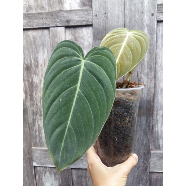 Jual philo melanocrysum, philodendron melano | Shopee Indonesia
