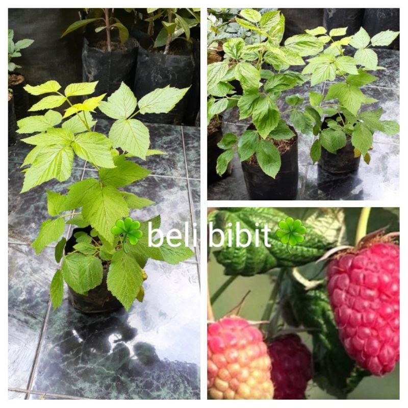 Jual bibit tanaman buah raspberry import giant raspberry | Shopee Indonesia