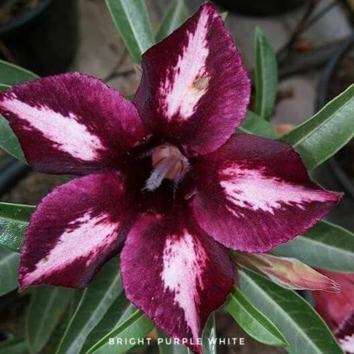 Jual Adenium Obesium - Bright Purple White | Shopee Indonesia