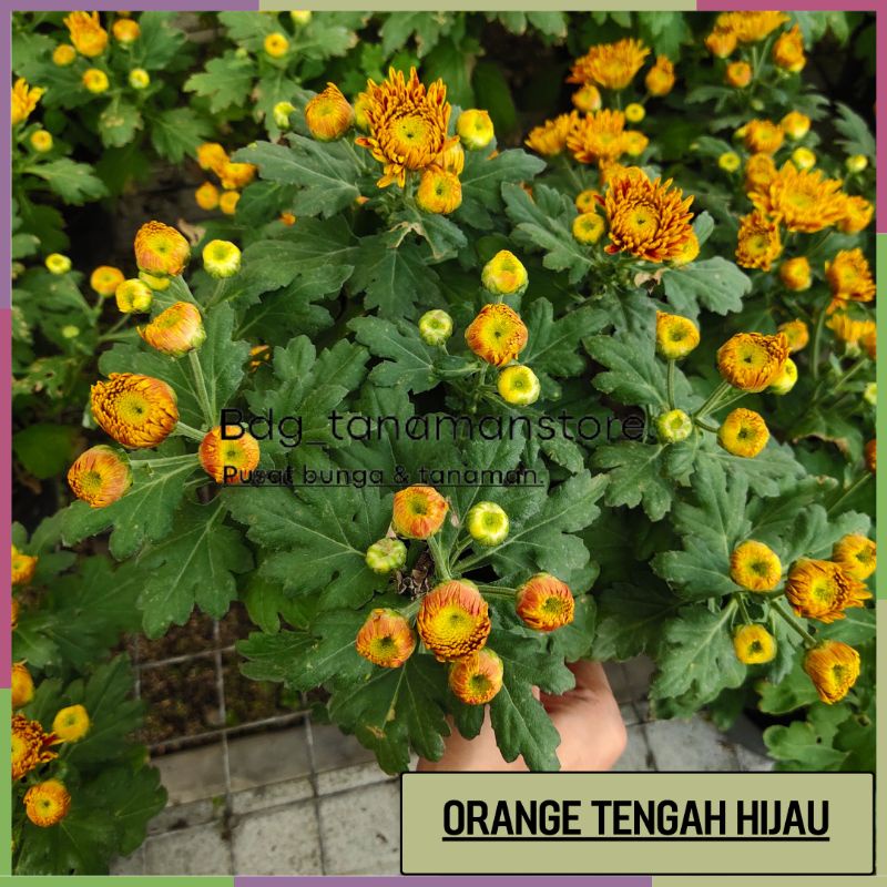 Jual TANAMAN BUNGA KRISAN SERUNI ASTER PER POT BERBUNGA CANTIK | Shopee ...