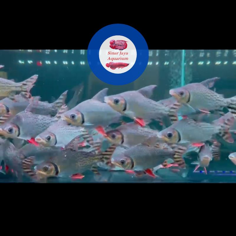 Jual 100% Garansi Red Feifeng RFF YFF / America Flagtail / Feifeng ...